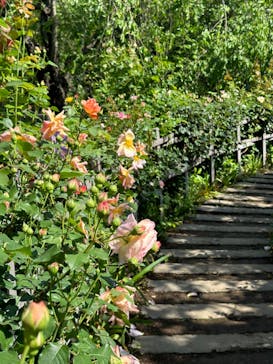 横浜イングリッシュガーデンに投稿された画像（2024/5/3）
