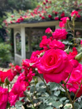 横浜イングリッシュガーデンに投稿された画像（2024/5/3）