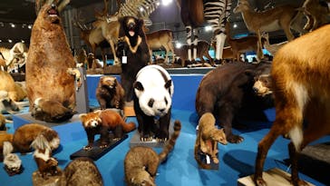 特別展「大哺乳類展３－わけてつなげて大行進」に投稿された画像（2024/5/3）