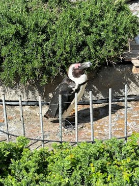 サンシャイン水族館に投稿された画像（2024/5/3）