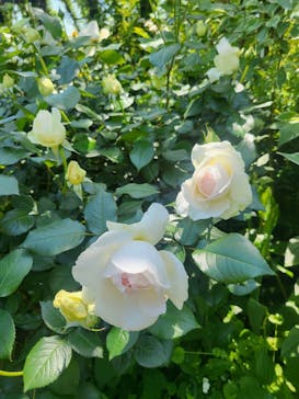 横浜イングリッシュガーデンに投稿された画像（2024/5/3）