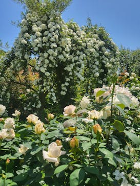 横浜イングリッシュガーデンに投稿された画像（2024/5/3）