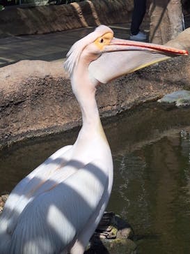 神戸どうぶつ王国に投稿された画像（2024/5/3）