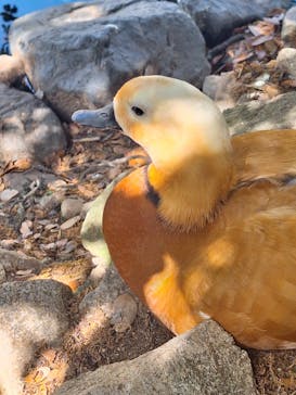 神戸どうぶつ王国に投稿された画像（2024/5/3）