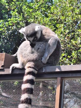 神戸どうぶつ王国に投稿された画像（2024/5/3）