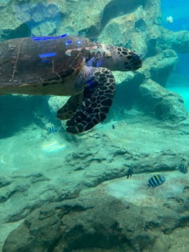 名古屋港水族館に投稿された画像（2024/5/3）