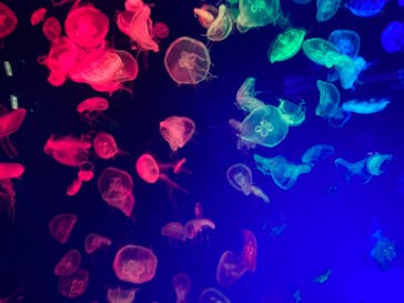 名古屋港水族館に投稿された画像（2024/5/3）