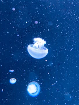 AOAO SAPPOROに投稿された画像（2024/5/3）