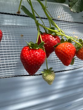 twins farm 真岡いちご園に投稿された画像（2024/5/3）