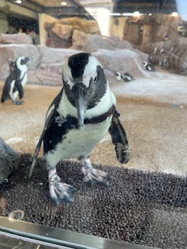 京都水族館に投稿された画像（2024/5/3）