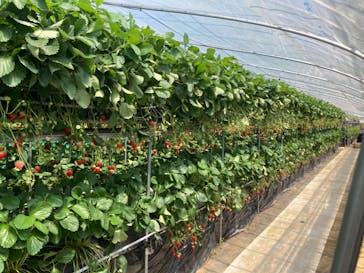 ICHIGOHOUSE.MITAKAに投稿された画像（2024/5/3）