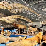 特別展「大哺乳類展３－わけてつなげて大行進」に投稿された画像（2024/5/3）