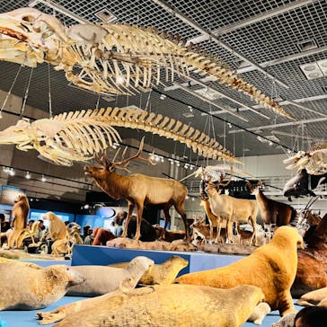 特別展「大哺乳類展３－わけてつなげて大行進」に投稿された画像（2024/5/3）