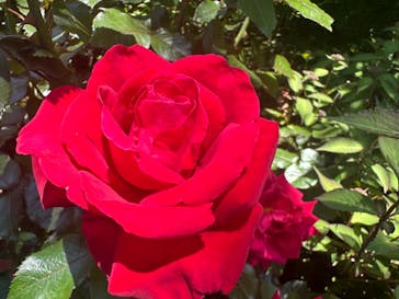 横浜イングリッシュガーデンに投稿された画像（2024/5/3）