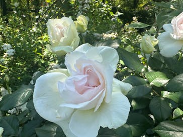 横浜イングリッシュガーデンに投稿された画像（2024/5/3）