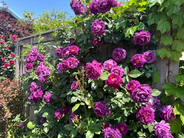 横浜イングリッシュガーデンに投稿された画像（2024/5/3）