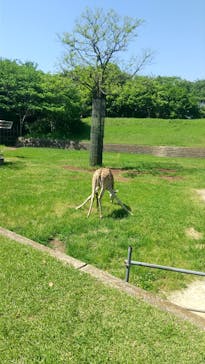 千葉市動物公園に投稿された画像（2024/5/3）