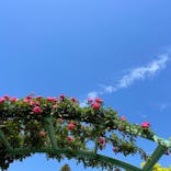 浜名湖花博2024に投稿された画像（2024/5/3）