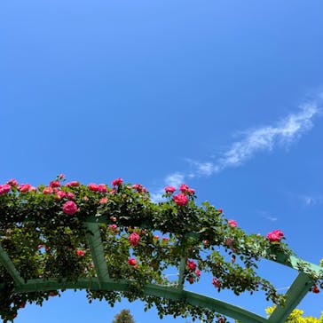 浜名湖花博2024に投稿された画像（2024/5/3）