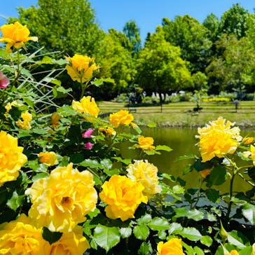 浜名湖花博2024に投稿された画像（2024/5/3）