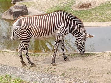 千葉市動物公園に投稿された画像（2024/5/3）