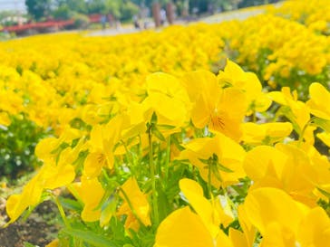 東武動物公園に投稿された画像（2024/5/3）