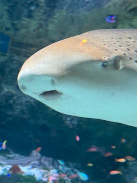 マクセル アクアパーク品川に投稿された画像（2024/5/3）