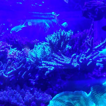 竹島水族館に投稿された画像（2024/5/3）