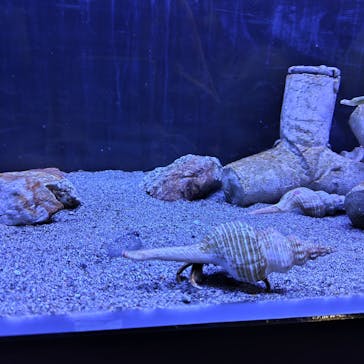 竹島水族館に投稿された画像（2024/5/3）