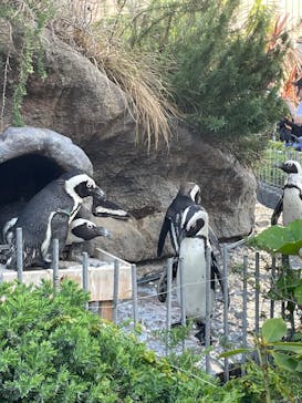 サンシャイン水族館に投稿された画像（2024/5/3）