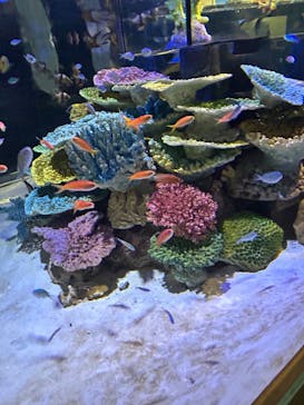 竹島水族館に投稿された画像（2024/5/3）