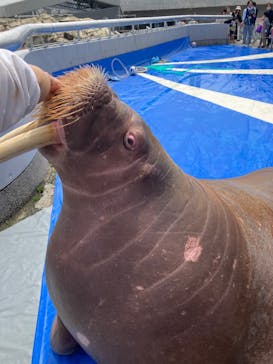 大分マリーンパレス水族館 「うみたまご」に投稿された画像（2024/5/3）