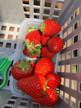 ICHIGOHOUSE.MITAKAに投稿された画像（2024/5/3）