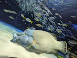 サンシャイン水族館に投稿された画像（2024/5/3）