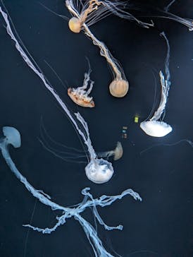 サンシャイン水族館に投稿された画像（2024/5/3）