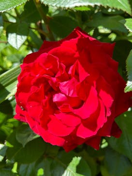 横浜イングリッシュガーデンに投稿された画像（2024/5/3）