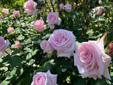 横浜イングリッシュガーデンに投稿された画像（2024/5/3）