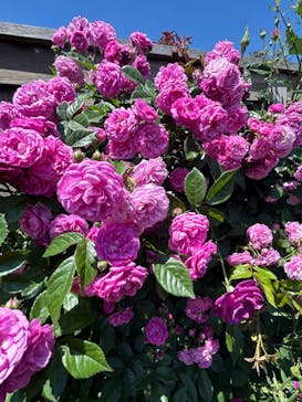 横浜イングリッシュガーデンに投稿された画像（2024/5/3）