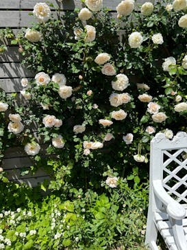 横浜イングリッシュガーデンに投稿された画像（2024/5/3）