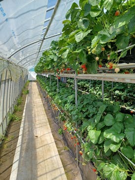 ICHIGOHOUSE.MITAKAに投稿された画像（2024/5/3）