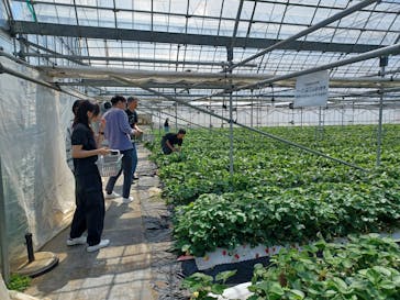 ICHIGOHOUSE.MITAKAに投稿された画像（2024/5/3）