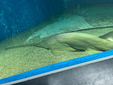 マクセル アクアパーク品川に投稿された画像（2024/5/3）