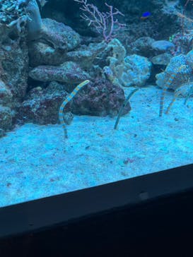 マクセル アクアパーク品川に投稿された画像（2024/5/3）