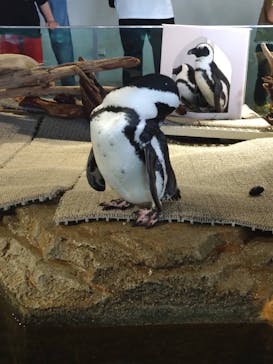 NIFREL（ニフレル）に投稿された画像（2024/5/3）