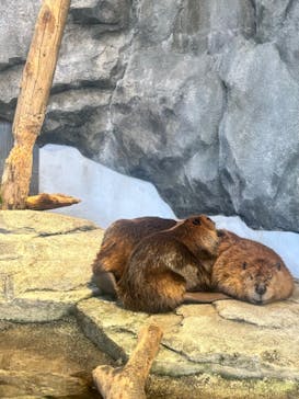 NIFREL（ニフレル）に投稿された画像（2024/5/3）