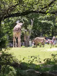 天王寺動物園に投稿された画像（2024/5/3）