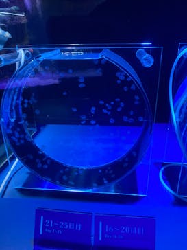 京都水族館に投稿された画像（2024/5/3）