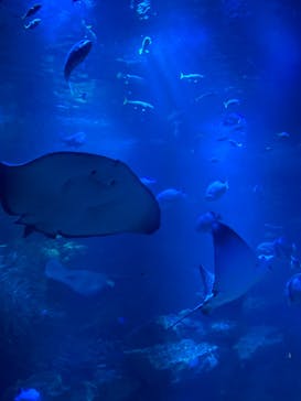 京都水族館に投稿された画像（2024/5/3）