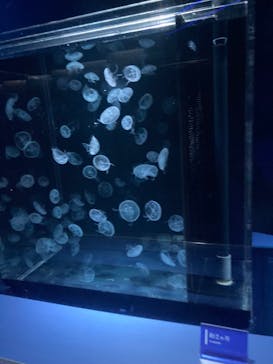 京都水族館に投稿された画像（2024/5/3）