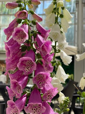 ぎふワールド・ローズガーデンに投稿された画像（2024/5/3）